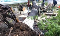 Phượng lại đổ trong sân trường &apos;uy hiếp&apos; 3 nữ sinh