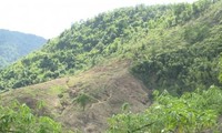Thanh tra chỉ loạt vi phạm tại các dự án trồng rừng ở Hòa Bình