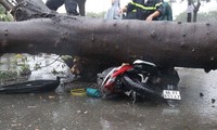 Sài Gòn mưa ngập nhiều nơi, cây đổ đè chết người