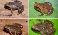 Loài ếch tí hon được phát hiện ở vườn Quốc gia Vũ Quang. Ảnh: DT