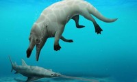 Phát hiện cá voi... 4 chân ở Ai Cập, hung dữ như khủng long