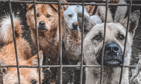 Netizen Hàn kêu gọi cộng đồng tham gia cuộc chiến chống nạn buôn bán thịt chó 