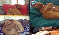 Màn âu yếm tình bể bình của cặp đôi chó mèo khi ba mẹ vắng nhà