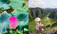 Sen nở rộ, lúa trải vàng ở địa điểm check-in hot nhất Ninh Bình, xách ba lô lên và đi thôi!