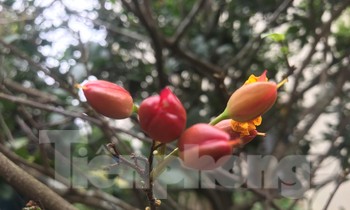 'Trang điểm' cho mai tứ quý giá hàng chục triệu đồng chờ khoe sắc dịp Tết