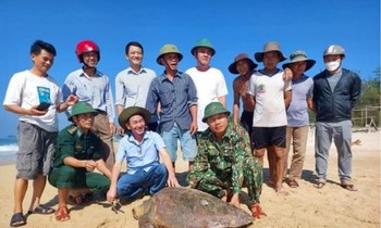 Thả cá thể vích nặng 70kg về biển