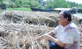 Chủ ghe mía như ‘ngồi trên đống lửa’ chờ nhà máy đường nhập hàng