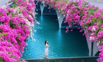 Hà Nội: Cây cầu hoa giấy bất ngờ bung nở trở lại, check-in “sương sương” có ngay ảnh đẹp!