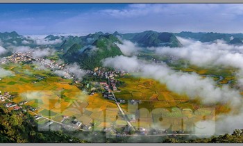 Mùa vàng ở Bắc Sơn dịp tháng 11 này hút khách trong và ngoài nước. Ảnh: Doãn Tuấn