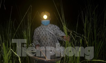 Đội đèn xuyên đêm bắt châu chấu