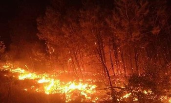 600 người nỗ lực dập lửa cứu rừng cháy lớn ở Nghệ An
