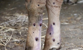 Xuất hiện dịch viêm da nổi cục trên gia súc tại Nghệ An