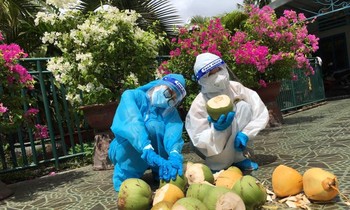 Ăn mừng xóm không có ca nhiễm, chủ nhà hái dừa mời các tình nguyện viên