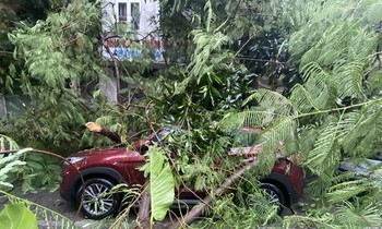 Hà Nội: Cây gãy đổ trúng ôtô trong cơn mưa dông sáng 28/9