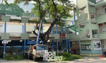 Vụ cây đổ khiến học sinh tử vong: Kiểm tra và xử lý cây phượng còn lại trong trường