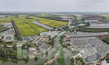 Ruộng lúa ở Long An loang lổ... ao tôm, chính quyền nói gì?