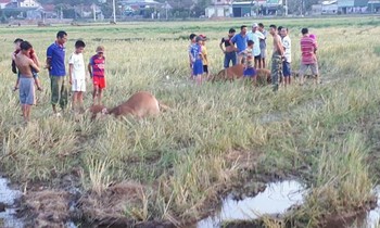 Năm con bò của ba hộ dân xã Quang Lộc bị điện giật chết.