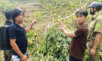 Bắt 6 đối tượng liên quan vụ thuê người phá rừng tại Lâm Đồng