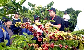 Tìm hướng đi bền vững cho sản xuất và tiêu thụ nông sản Tây Nguyên