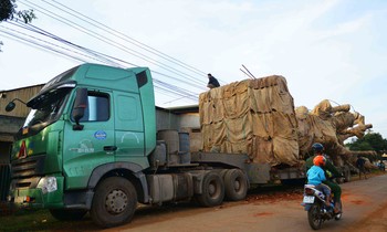 Công ty Hải Sơn chưa từng xin phép vận chuyển cây khủng