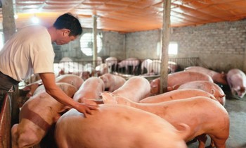 Cám cảnh hơn 2 triệu hộ chăn nuôi 'treo' chuồng trước 'bão' giá