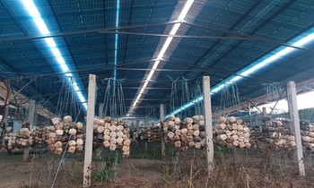 Xin cấp phép làm trang trại nhưng ra sức sản xuất... điện mặt trời