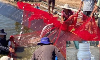 Nghi vợ ngoại tình, người đàn ông làm chết hơn 11 tấn tôm