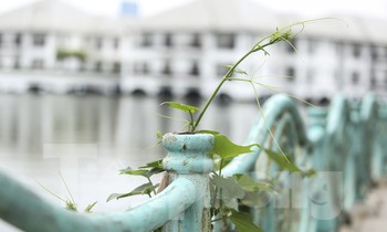 Hàng trăm quả cầu gang trên lan can Hồ Tây bị đánh cắp