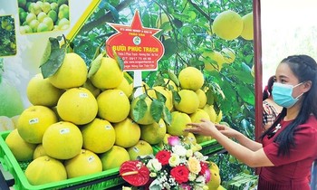 Bưởi Phúc Trạch là một trong những nông sản của Hà Tĩnh được chuyển đổi số, lên sàn thương mại điện tử
