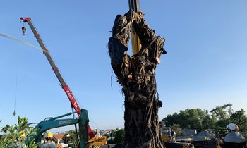 'Cụ' đa hơn 200 tuổi về đứng bên triền núi Bút