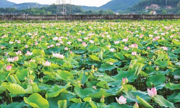 Cánh đồng sen ngát hương ở Kim Liên, Nam Đàn, Nghệ An