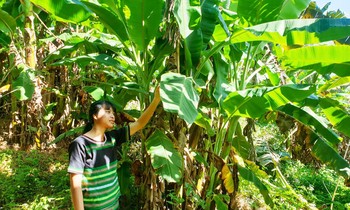 Ka Hân trong vườn chuối rừng