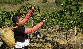 Người dân tộc ở huyện Mộc Châu (Sơn La) chuyển đổi cây lương thực kém hiệu quả sang trồng cây chanh leo cho hiệu quả kinh tế cao