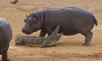 Đàn voi giải cứu cá sấu khỏi chú hà mã con 'tăng động'