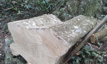 Hiện trường chặt phá rừng đặc dụng Tây Yên Tử Ảnh: Nguyễn Thắng