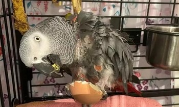 Chú vẹt kỳ lạ chỉ nói đúng một từ đáng sợ sau khi chủ qua đời, đã nói gì khi gặp chủ mới?