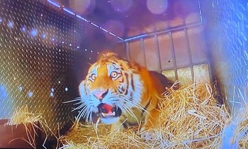 Chú hổ bị sốc khi được thả về rừng, vẻ mặt khiến dân mạng "cười xỉu", bình luận rất hài