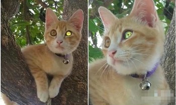 Chú mèo “mắt kim cương” xuất hiện khiến nhiều người Thái Lan đi mua xổ số, sự thật thì sao?