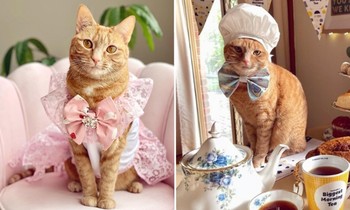 Chú mèo làm "mẫu ảnh", thu nhập còn nhiều hơn cả chúng ta đi làm một năm