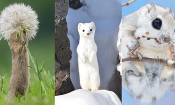 Có quá nhiều "sự cute" ở đây: Sóc yêu hoa, chồn tuyết tinh nghịch khiến ai cũng tan chảy!