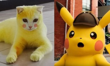 mèo