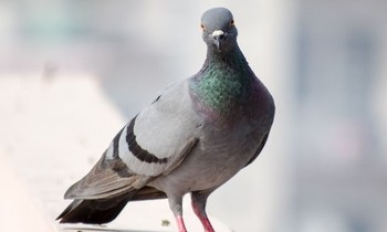bồ câu