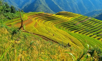 Ruộng bậc thang Mù Cang Chải được xếp hạng Di tích Quốc gia đặc biệt