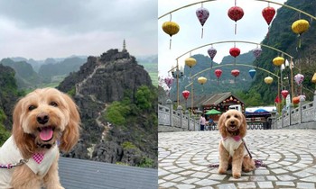 Chàng trai trẻ đưa cún cưng đi du lịch Hang Múa, ai ngờ chú chó "chiếm" trọn spotlight!