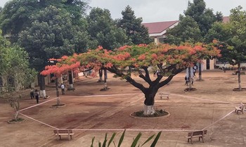 Cộng đồng mạng tranh cãi gay gắt về hình ảnh cây phượng bị “cách ly” giữa sân trường