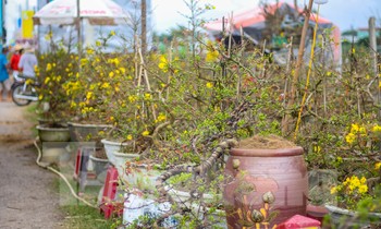 Vắng khách, các chủ vườn ở 'thủ phủ' mai vàng miền Trung rao cây trên mạng xã hội