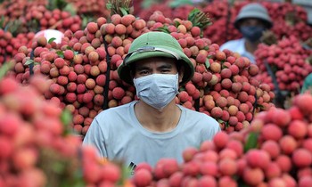 Bắc Giang: Vải thiều 'nhuộm đỏ' thị trấn Chũ