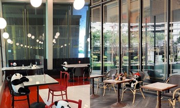 Gấu trúc ngồi ăn cùng bàn với khách