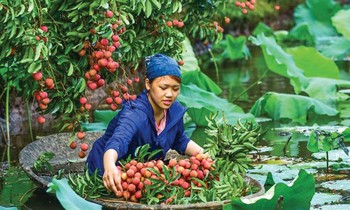 Muốn quả vải phát triển bền vững, người dân cần thay đổi thói quen sản xuất để đáp ứng tiêu chuẩn xuất khẩu