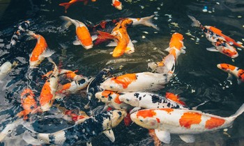Bản tin 8H: Hai trẻ tử vong trong bể cá koi